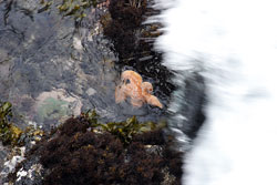 A starfish in the sea about to be engulfed by a wave