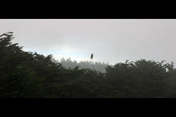 A bird of prey flying over a wood, with a fish in its claws