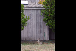 A jack rabbit sitting in a garden