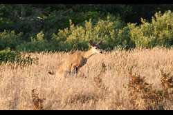 A loan deer squating down to go to the loo