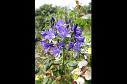 A purple flower