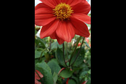 A red flower