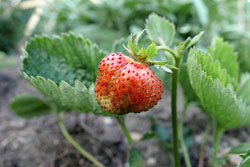 A lone strawberry hanging on a plant