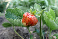 A lone strawberry hanging on a plant