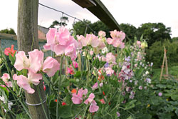 Sweet peas