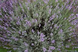 A lavendar bush
