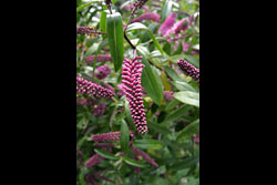 A purple flower