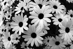 Daisys in black and white