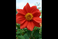 A red flower