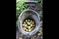 A bucket of old apples