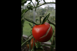 A single tomato hanging on a plant