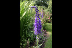 A purple flower