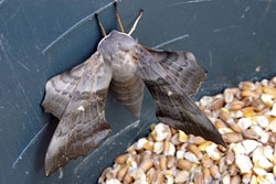 A fat moth