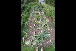 A garden with onions growing in it