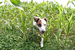 A dog in field of green corn