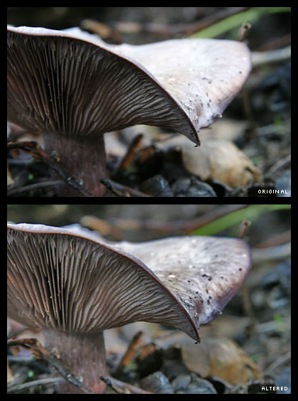 Two photos of a mushroom