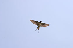 A flying swallow, with it’s wings spread