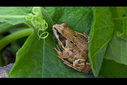 A frog on a leaf