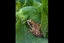 A frog on a leaf