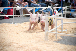 Racing pigs