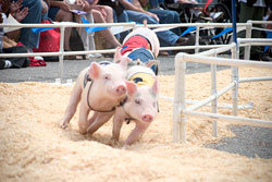 Racing pigs