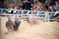 Racing pigs