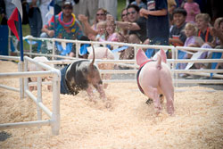 Racing pigs