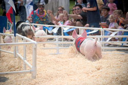 Racing pigs