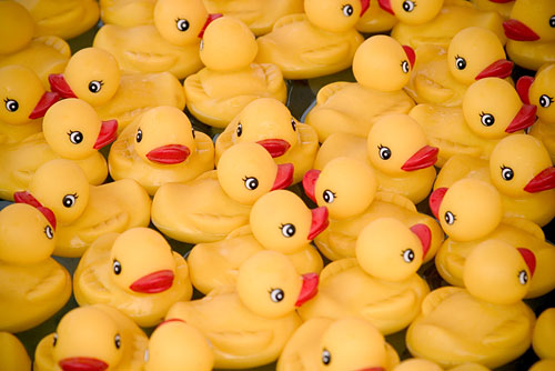 Lots of yellow rubber ducks floating in a pool, at a fun fair