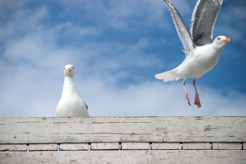 Two seagulls