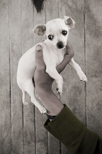 An 8-week old chihuahua puppy being held in a man's hand
