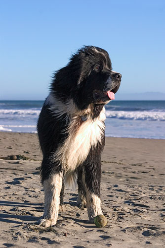 Dog on a beach