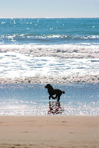 Poodle running on a beach