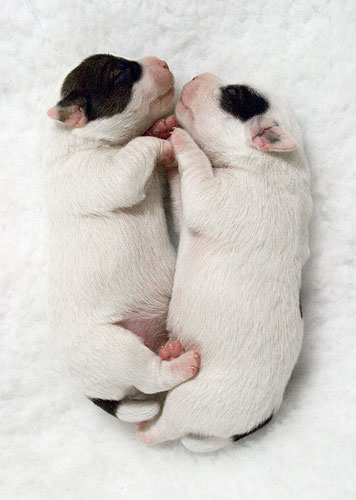 A photo of two puppies lying side-by-side